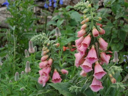 Picture of Digitalis (Foxglove) - Mertonensis